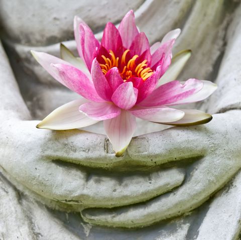 buddha quotes buddha hands holding flower